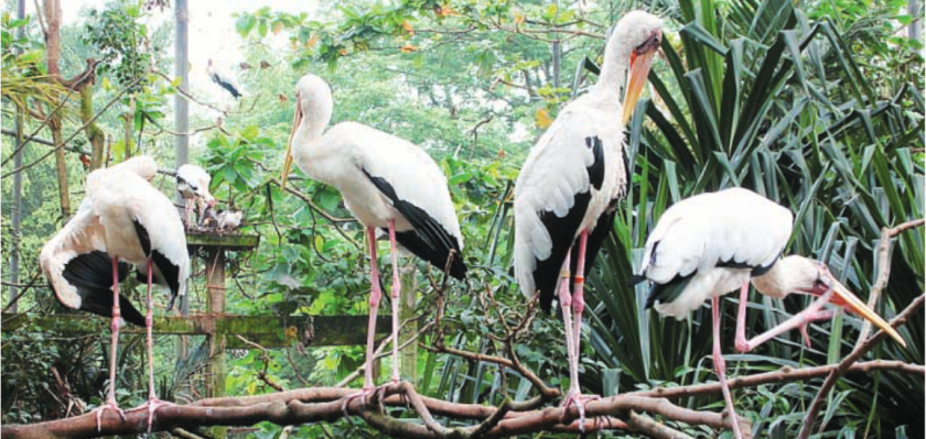 Upeh burung botak Zoo Taiping